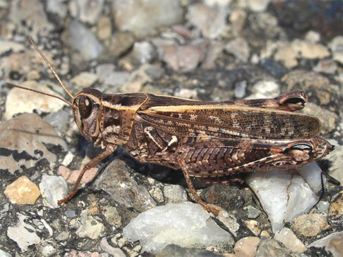 Foto di un Calliptamus italicus adulto