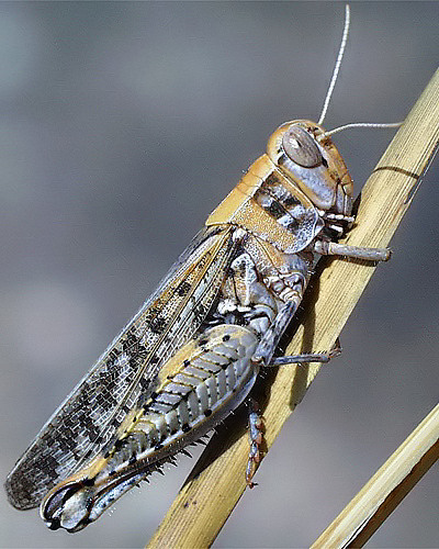 Foto di un Calliptamus italicus adulto