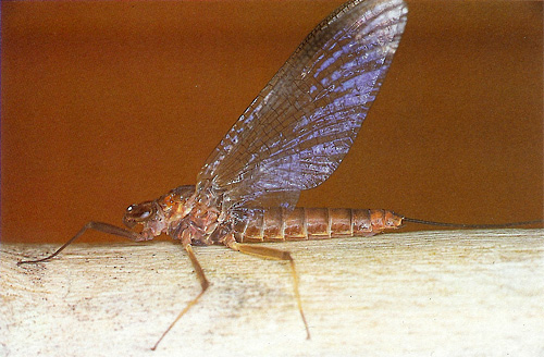 Foto di effimera ecdyonurus venosus dal libro Imitazioni di effimere