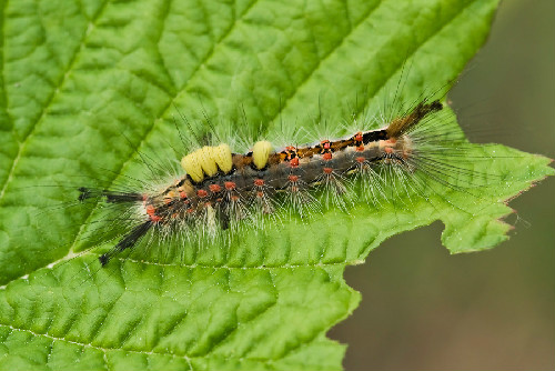 Foto del bruco Orgyia antiqua