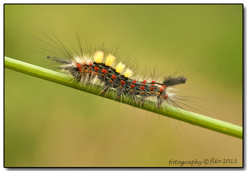 Foto del bruco Orgyia antiqua