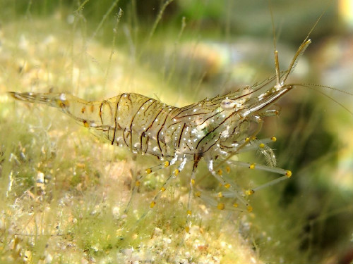 Foto del gamberetto Palaemon elegans