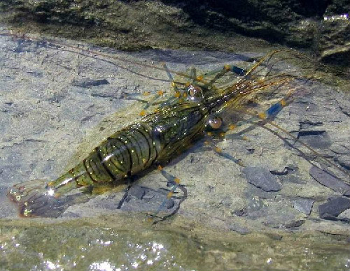 Foto del gamberetto Palaemon elegans