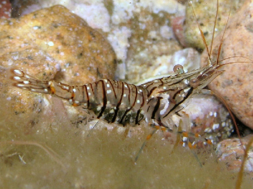 Foto del gamberetto Palaemon elegans